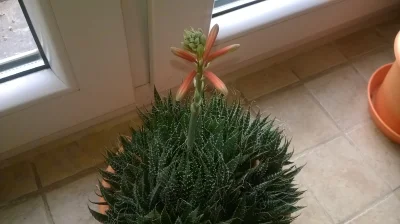 p.....o - Pytali się na #!$%@? mnie ten #kaktus a tu takie zaskoczenie. 
#kwiatek #o...