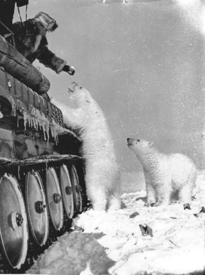 ilem - #ciekawostki #rosja #fotografia
Radziecki żołnierz karmi niedźwiedzie polarne...