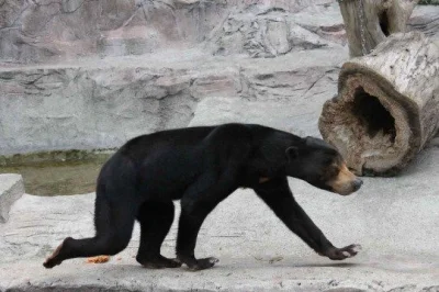 n_ino - Niedźwiedź Malajski wygląda jak facet przebrany za niedźwiedzia 
#oswiadczen...