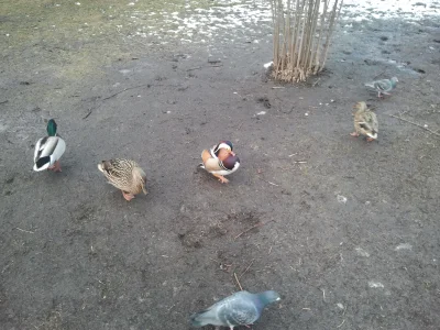 g.....h - Zobaczcie jaka fajna kaczka w parku w Kielcach spaceruje:



PS. ktoś wie c...