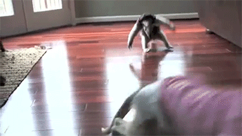 Judasz_ - @AlfaMenel: