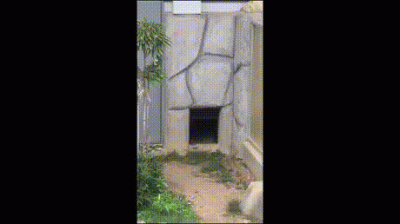 sareawok - Porachunki w zoo
#gifyzdorysowanymibuzkamiiraczkami