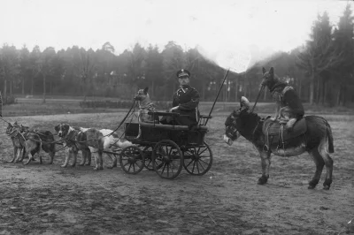 kurkuma - #fotografia #historia #archiwum
Tresura psów policyjnych na Cytadeli, 1919...