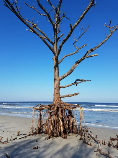 A.....3 - #sredniointeresujace
Huragan wywiał piasek na którym rosło drzewo: