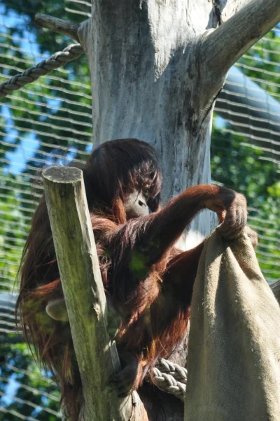 tusiatko - #orangutany #zoo #berlin

Czy ona wam kogoś nie przypomina? :D Bo mi



SP...