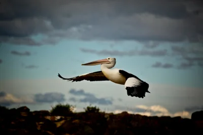 pelka - Stare fotki leżą na dysku i się kurzą, wrzucę do netu #fotografia #australia ...