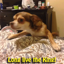 pestis - [ #krollew #thelionking #lionking #heheszki #gif #smiesznypiesek ]