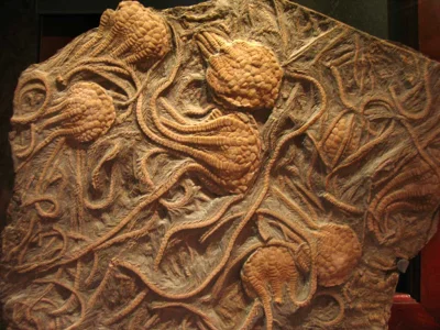 quiksilver - Ta niesamowita płyta ukazuje skamieniałe pozostałości liliowców kopalnyc...