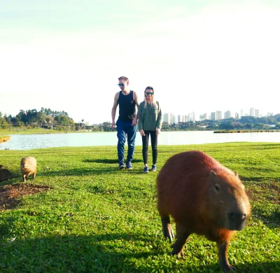 Lolka492 - Z takimi świniakami kapibarami pomykaliśmy dzisiaj w parku :D