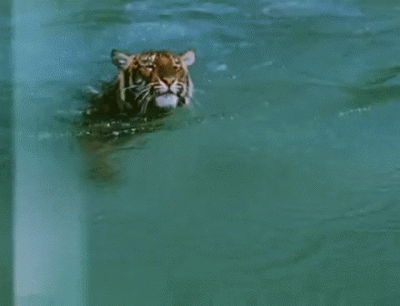 thislookslikeheresy - @Saper9: Po prostu tygrysy dobrze czują się w wodzie. Poniżej t...