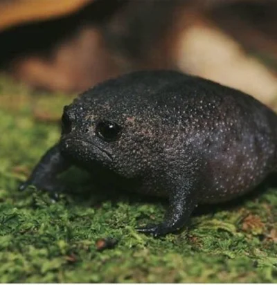 SmerfNaczelnik - Czarna żaba deszczowa