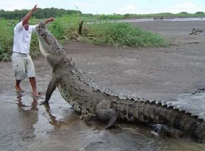 Budo - Czy to jest krokodyl słonowodny? Te bydlaki mogą dorastać do gigantycznych roz...