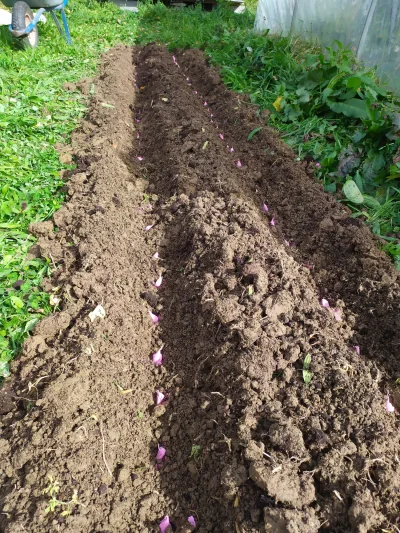 potatowitheyes - #ogrodnictwo #rolnictwo
Pierwszy raz sadziłem czosnek. Trochę się te...