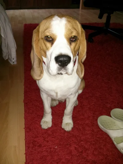 Klejnot_nilu - Django. 
#pokazpsa #psy #beagle