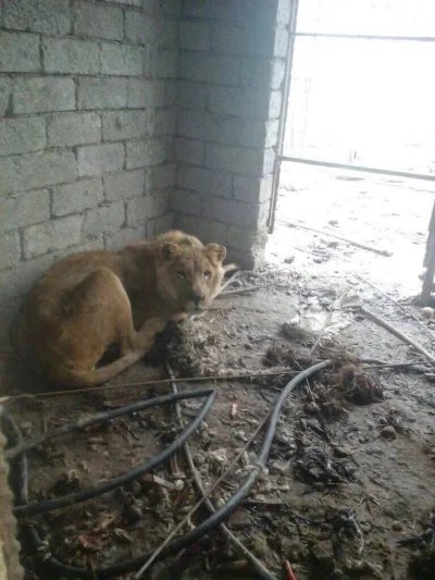 matador74 - A lion found in Eastern Mosul


#irak
#bitwaomosul