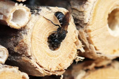 M.....e - Dzikie pszczoły w Polsce - gatunek 13/450 #dzicyzapylacze
Nożycówka świerz...