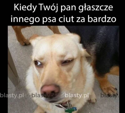 k.....a - > pare sie fajnych psiakow zdarzylo. Mialem na rejonie takiego basiora o im...