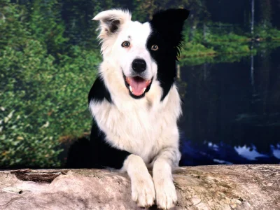 Choir - Border Collie, pies pasterski, najmadrzejsza i niemniej urocza rasa psiakow.
...