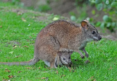 likk - zamiast powitania słów #porannaporcja małych kangurów

Kangur mały (Macropus...
