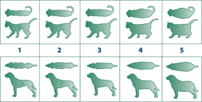 fizdejko - @pan_koralgol: ja stosuję taki sam schemat jaki obowiązuje dla psów i kotó...