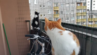 JanuszProgramowania - Dwukocian balkonu (｡◕‿‿◕｡)

#koty #pokazkota #pokazbalkon #po...
