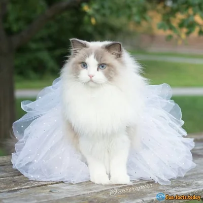 kijanka23 - @MyPhilosophy: gratulacje ʕ•ᴥ•ʔ
na ślub kupcie jakąś ładną sukienkę dla ...