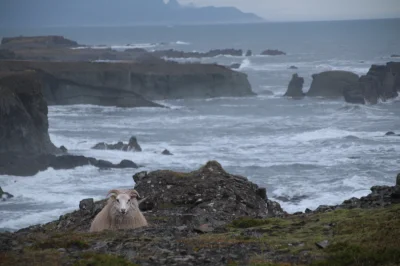 SuperStefan - 5 dni temu wróciłem z 9-dniowej wycieczki dookoła #islandia i chciałbym...