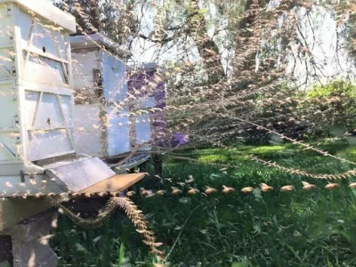 Kosciany - #pszczelarstwo #pszczoly #ule