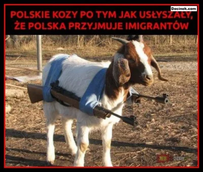 k.....a - @lucjanns: W tej sytuacji jedyne na co można liczyć, to Polskie kozy...