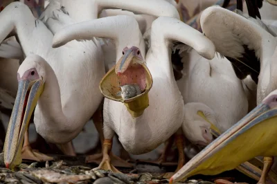 szczenki - A pelikany łykajo ;)
Pelikany karmione w rezerwacie Mishmar HaSharon w Iz...