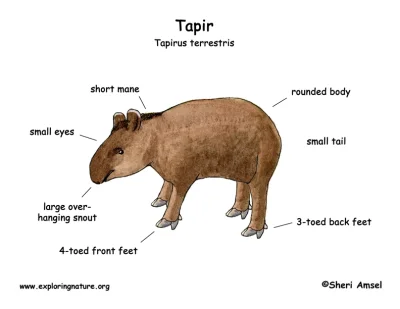 dominik-sarniak - #tapir #smiesznypiesek #zwierzaczki #zwierzeta