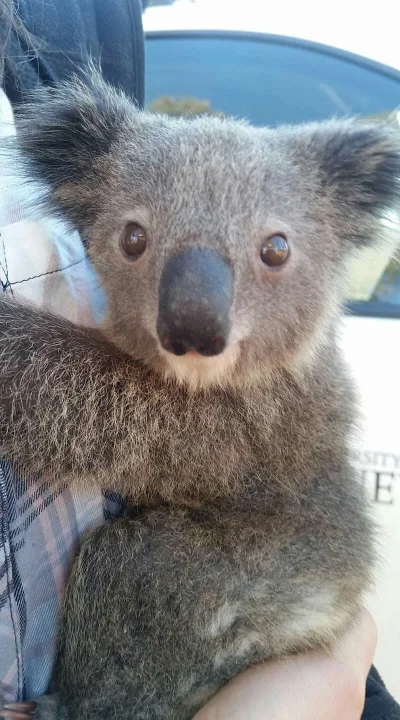Najzajebistszy - Dobranockowa koala. ʕ•ᴥ•ʔ

#koalowabojowka #zwierzaczki
