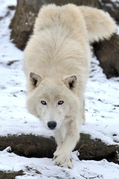 GraveDigger - Wilk (｡◕‿‿◕｡)
#zwierzaczki #wilk #wilki