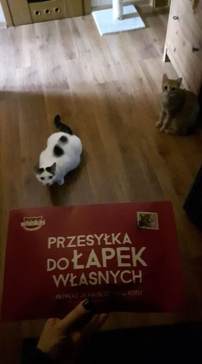 skumbageliza - Dziękujemy, Pan Whiskas (｡◕‿‿◕｡)

#pokazkota #koty