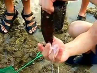 qqwwee - Czas na ciekawostkę:
Kojarzycie może sea cucumbers (po naszemu po prostu st...