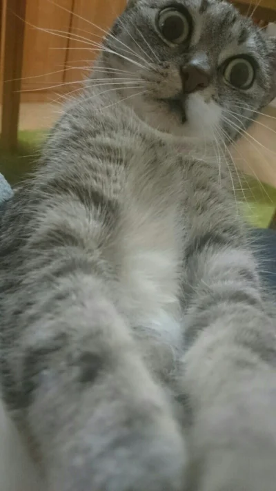 WpisujcieMiasta - #koty #smiesznekotki #selfie #oczyboners
To nie była kocimietka...