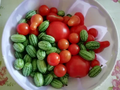 ikp - #ogrodnictwo 
#owoce 
#jedzenie 
@Niewiemja Mireczku, patrz co sobie wyhodow...