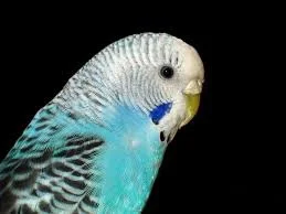 freecancer - Sprawa jest 
#papugafalista #papugi
Mialem papugi zostawione w klatce na...