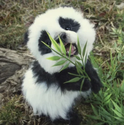 Budek24 - @Psia_syrenka: masz tutaj słodką małą pandę ʕ•ᴥ•ʔ