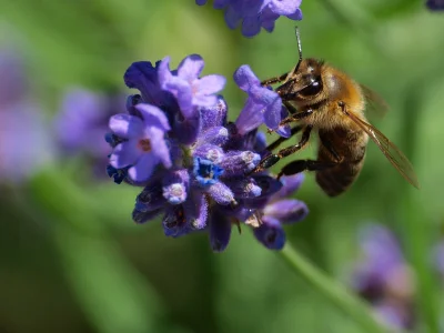 xer78 - #pszczelarstwo #owady #przyroda #fotografia 
Może komuś się spodoba. Pszczoł...