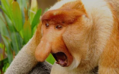 Kalan - Nosacz sundajski, małpa z rodziny makakowatych, ma wyjątkowo duży nos i wysta...