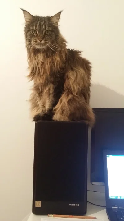 analord - Mój Maine Coon i Microlab Solo 6c :)