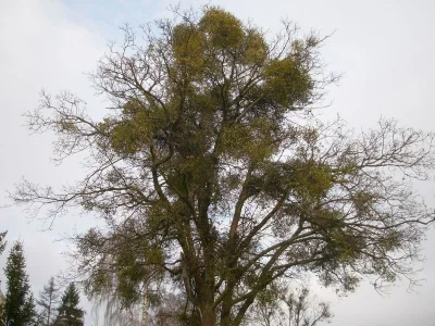 EtaCarinae - Tak niedługo będzie wyglądać większość drzew w polskich miastach. W GD l...