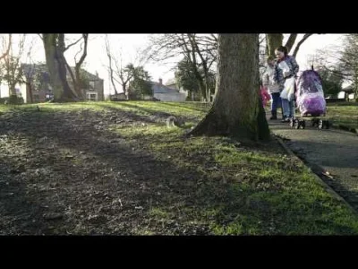 sorek - I ostatnie:
5 minut wiewiórek na cmentarzu w #wombwell, #barnsley #yorkshire...