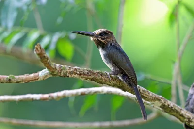 likk - @Czajna_Seczen: do Złotopiórów [złotkowate, złotki, jakamary (Galbulidae)] zal...