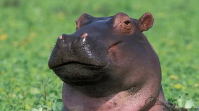 NieRozumiemIronii - @Menypeny: hippo