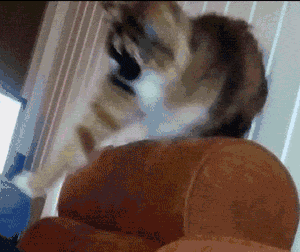 pierdze - #gif #kot #smiesznekotki #koty

Jeśli nie chcesz przegapić następnej porc...