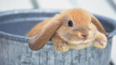 Siaa - @szzzzzz: Wszystkie króliczki są fajne (ʘ‿ʘ)
