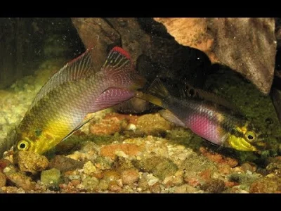 Papja - Opis Pelvicachromis subocellatus, czyli nie samym Malawi Afryka stoi ( ͡° ͜ʖ ...