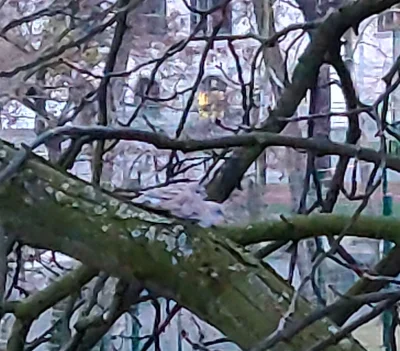 mapache - WRÓCIŁY

parka siedzi na drzewie bardzo blisko siebie wzajemnie się ogrzewa...